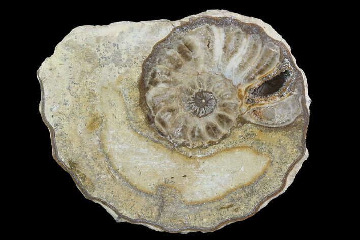 Cut/Polished Calycoceras Ammonite (Half) - Texas #93542
